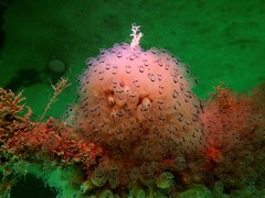Clavelina moluccensis