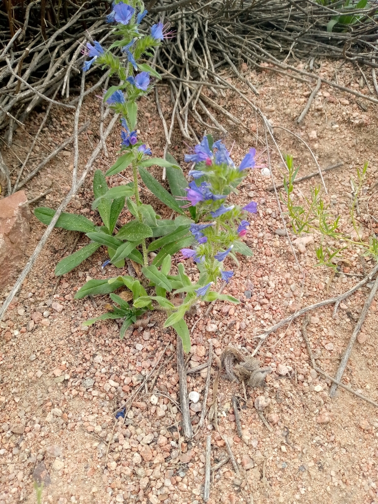 Echium vulgare