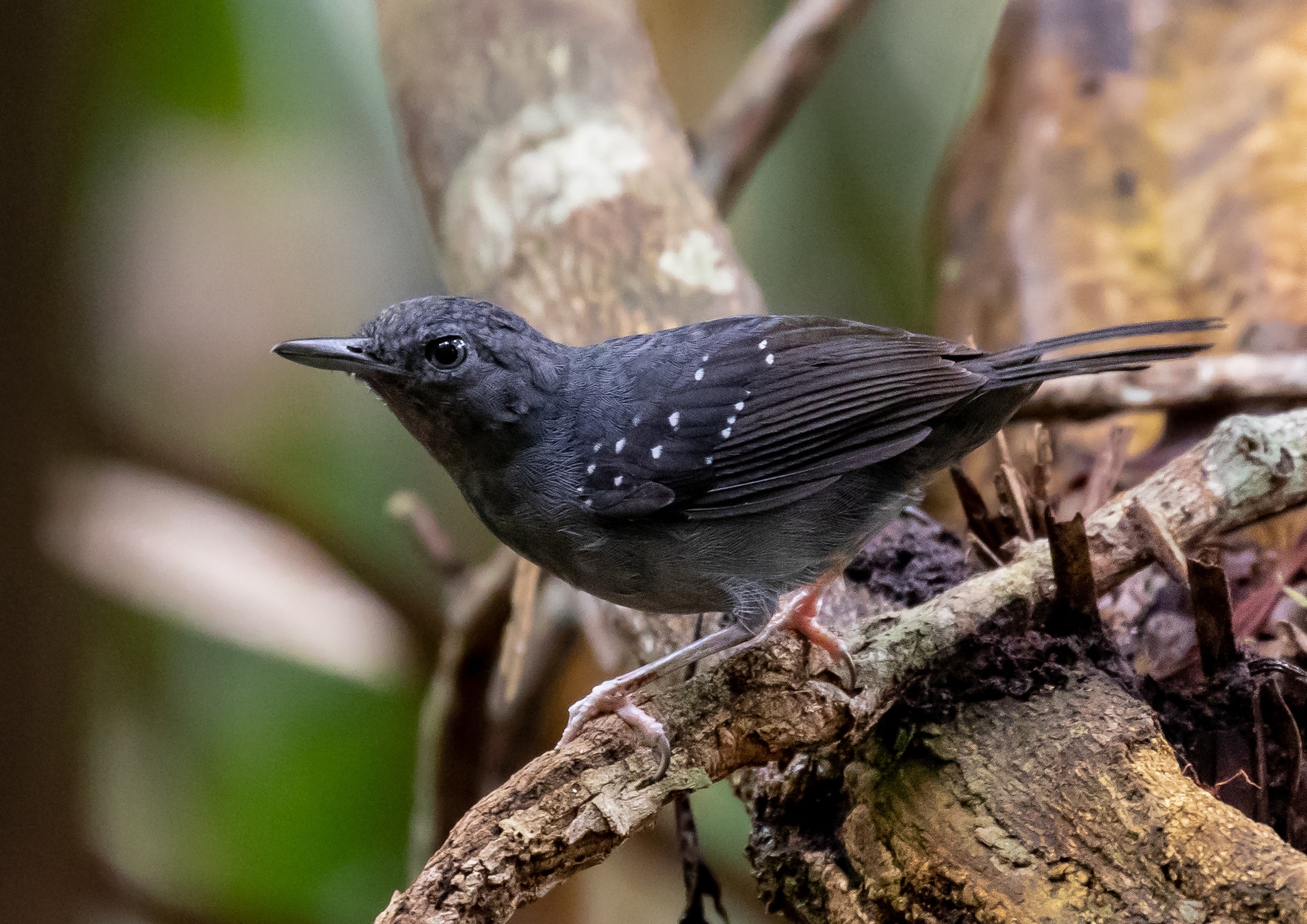 Humaita Antbird illustration