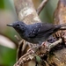 Humaita Antbird - Photo (c) Hector Bottai, some rights reserved (CC BY-SA)