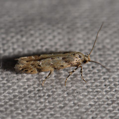 Coleotechnites coniferella