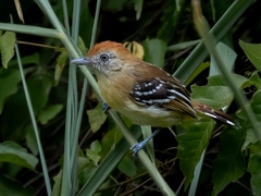 Bolivian Slaty-Antshrike photo 1