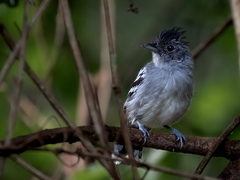 Bolivian Slaty-Antshrike photo 2