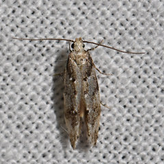 Coleotechnites coniferella