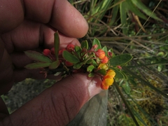 Berberis goudotii