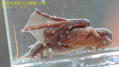 Rana sakuraii