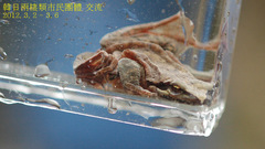 Rana sakuraii