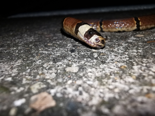 MacClelland’s Coral Snake, Sinomicrurus annularis