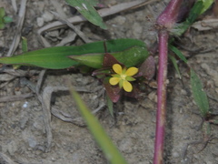 Ludwigia hyssopifolia