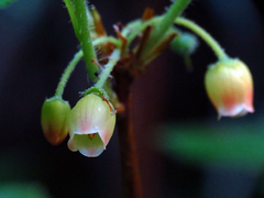 Rhododendron pilosum