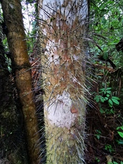 Bactris