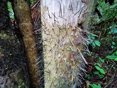 Bactris