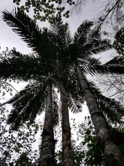 Bactris