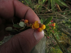 Berberis goudotii