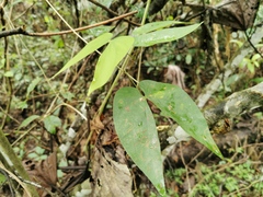 Schnella guianensis