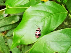 Asphaera quadrifasciata