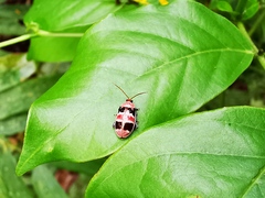 Asphaera quadrifasciata