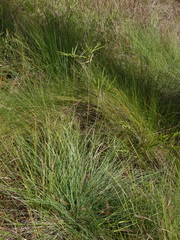 Muhlenbergia expansa