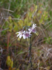Nabalus autumnalis