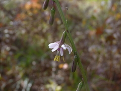 Nabalus autumnalis