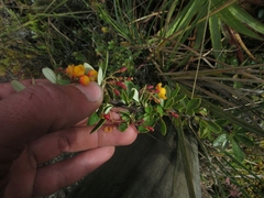 Berberis goudotii