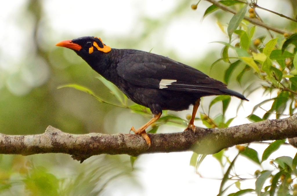 Southern Hill Myna photo