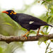 Southern Hill Myna - Photo (c) PJeganathan, some rights reserved (CC BY-SA)
