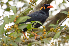 Southern Hill Myna photo 3