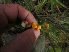 Berberis goudotii