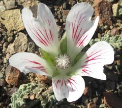 Anisodontea dissecta