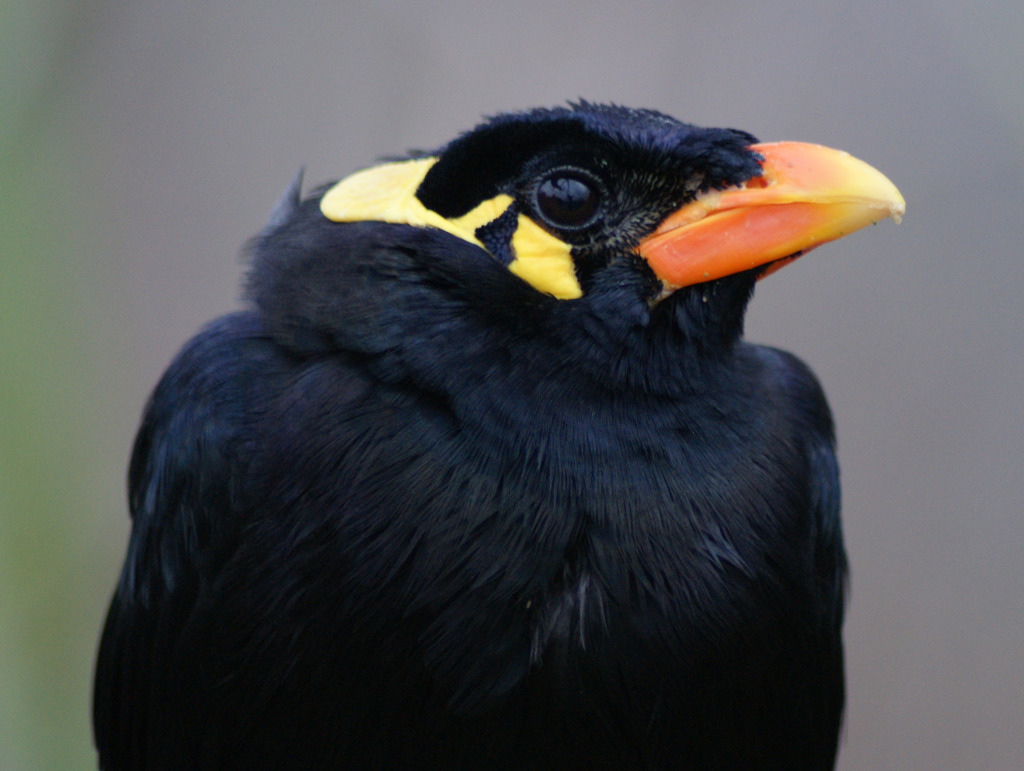 Hill Mynas