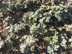 Anisodontea dissecta