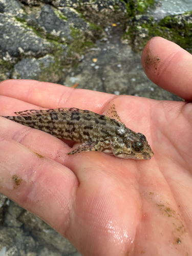 Curiche clinid (Labrisomus multiporosus) — Labrisomidae