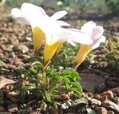 Oxalis burkei
