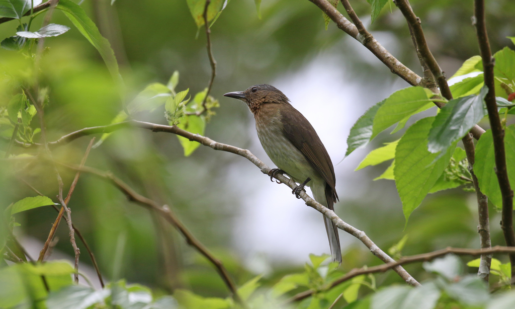 Visayan Bulbul photo