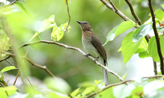 Visayan Bulbul photo 4