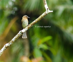 Visayan Bulbul photo 5