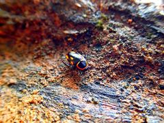 Sundablatta sexpunctata