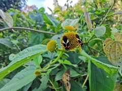 Craspeduchus variegatus