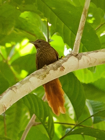 Delta Amacuro Softtail