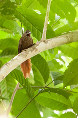 Delta Amacuro Softtail photo 2
