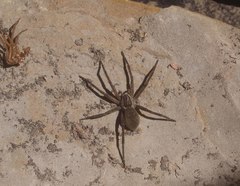 Dolomedes aquaticus