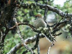 White-Browed Tit-Spinetail photo 4