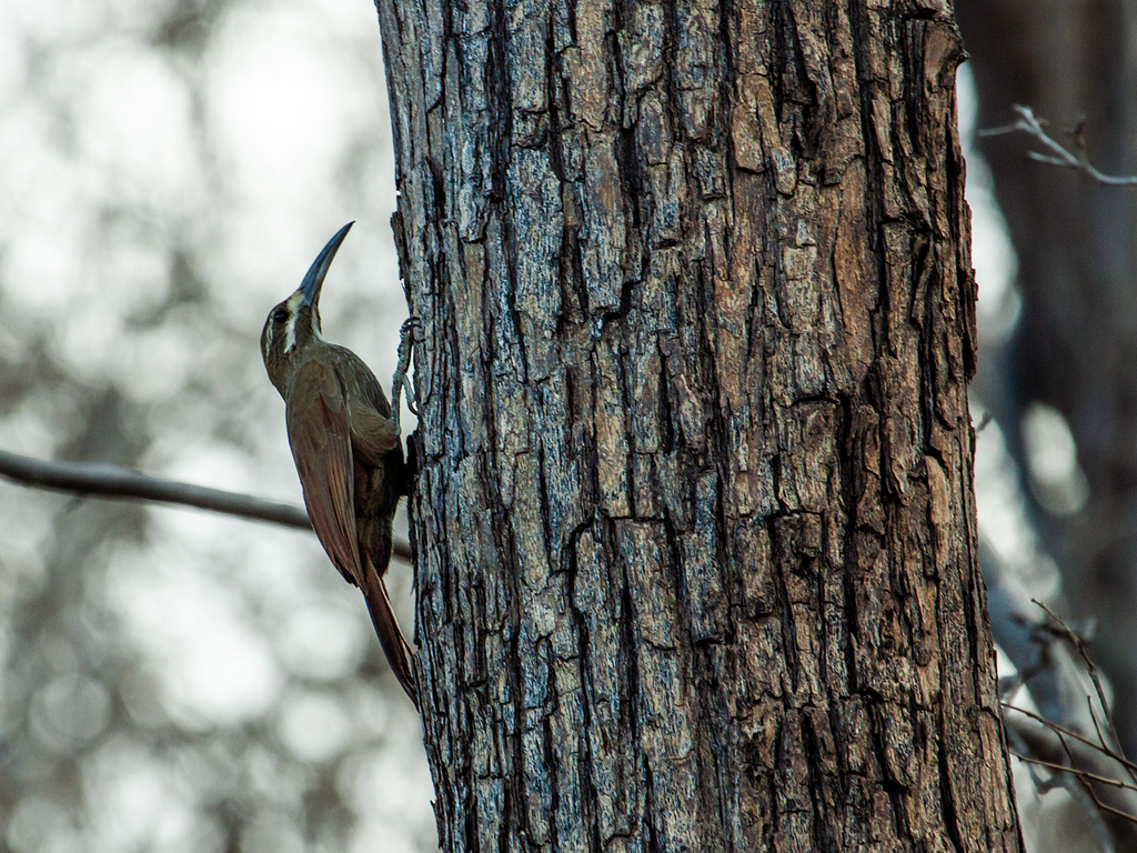 Moustached Woodcreeper (Xiphocolaptes falcirostris) photo