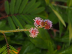 Mimosa diplotricha