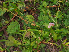 Mimosa diplotricha