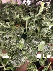 Fittonia