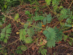 Mimosa diplotricha