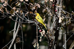 Ploceus ocularis suahelicus