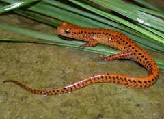 Long-Tailed Salamander photo 3
